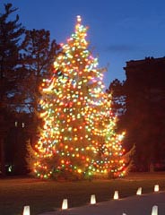 tree