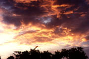 Explosions of Pink, Blue