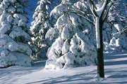 The Snow Angel